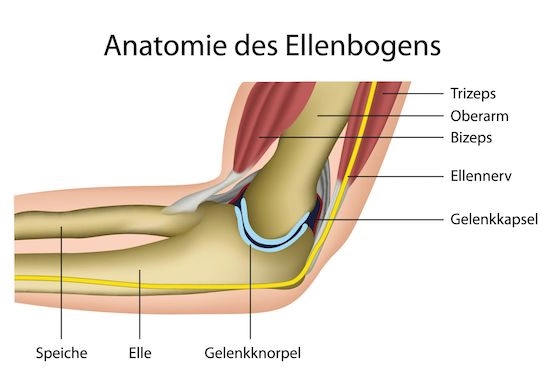 Kniegelenk