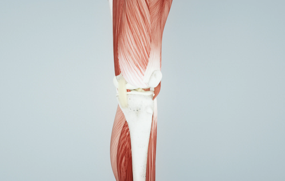 Kniegelenk Anatomie